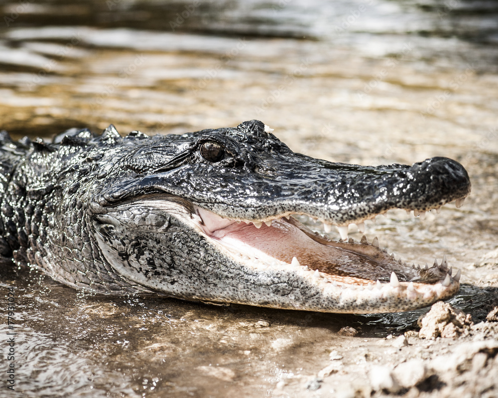 Obraz premium Florida moments