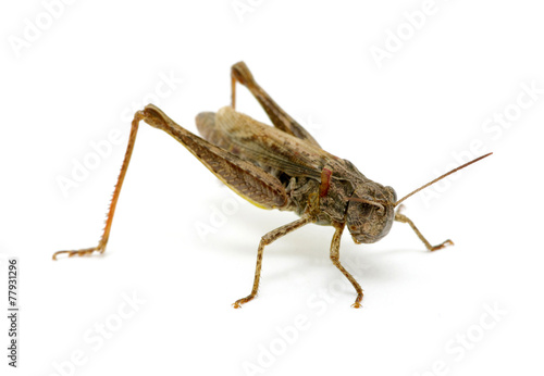 grasshopper © Alekss