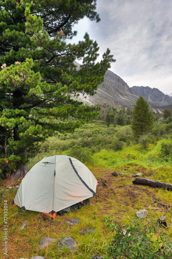 Double lightweight sports tent under a large Siberian pine