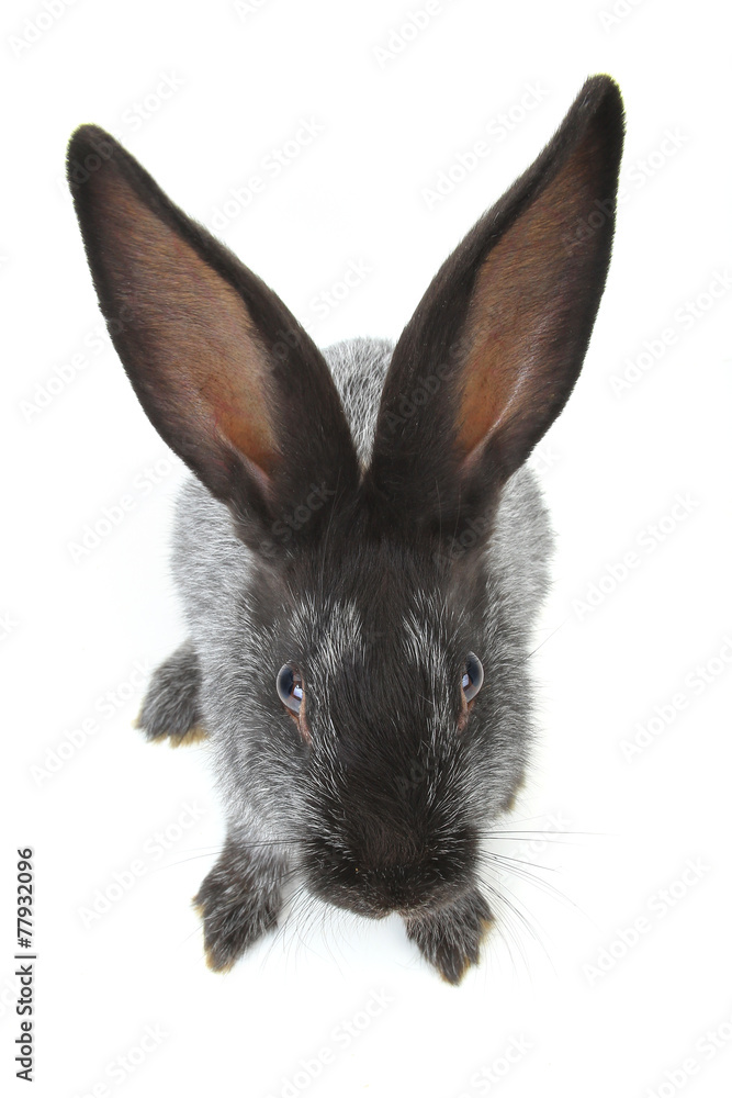 gray rabbit gray rabbit