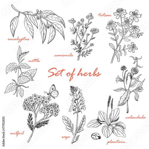 Set of isolated herbs in sketch style