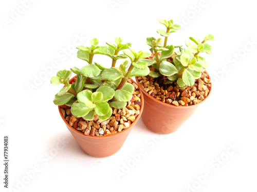 collection of little houseplant in a pot over white background