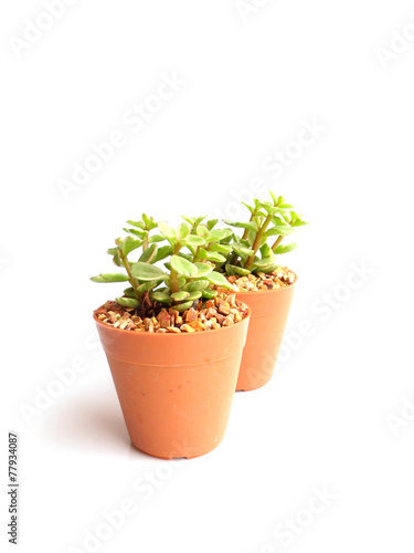 collection of little houseplant in a pot over white background