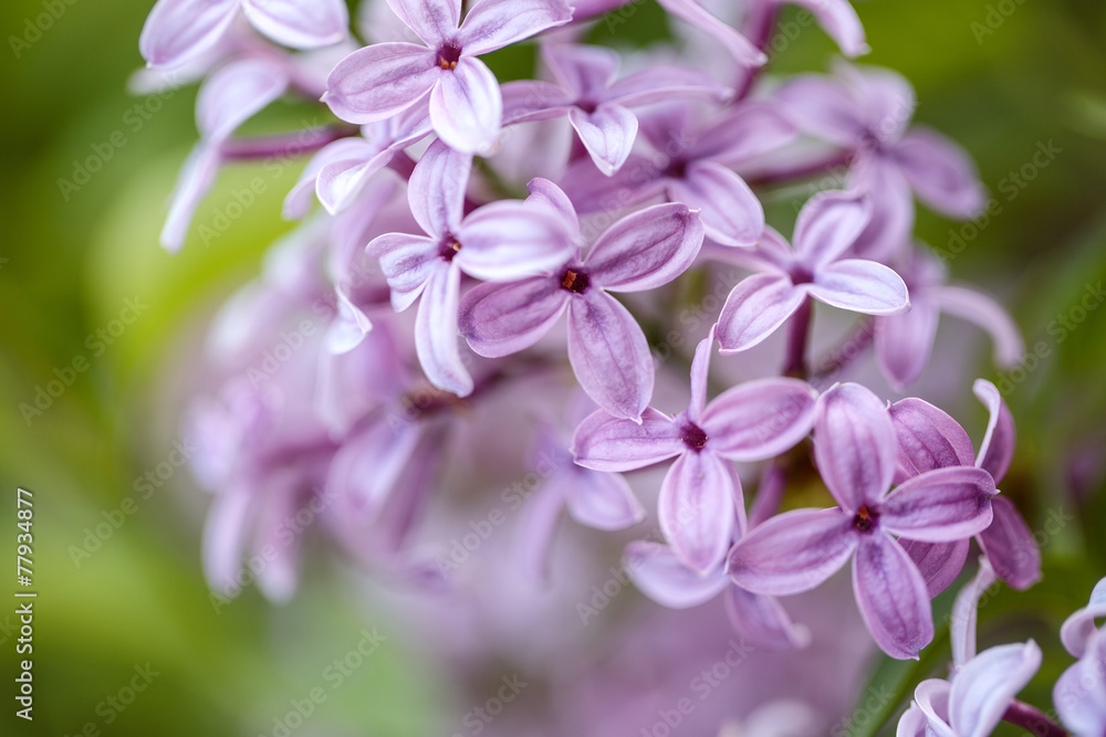 Lilac Flowers in Spring