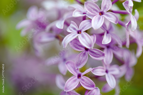 Lilac Flowers in Spring