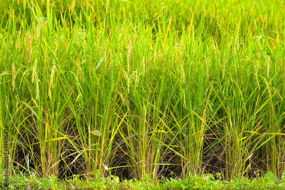 Rice field Rice field