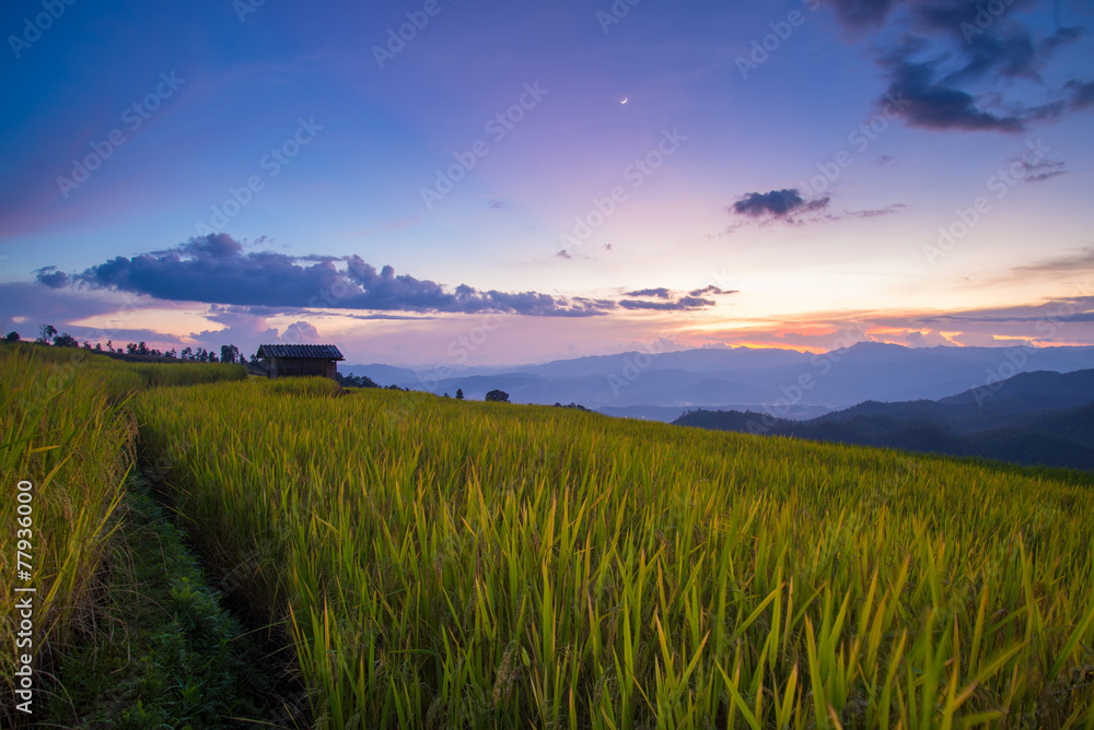 Rice field with sunset in Chiangmai