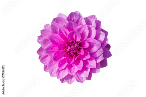 Isolated Dahlia flowers in white background