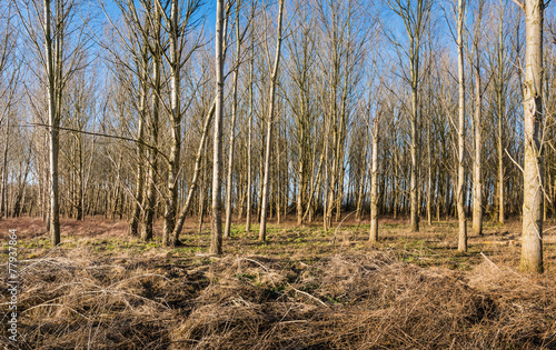Thin bare trees in a forest in wintertime