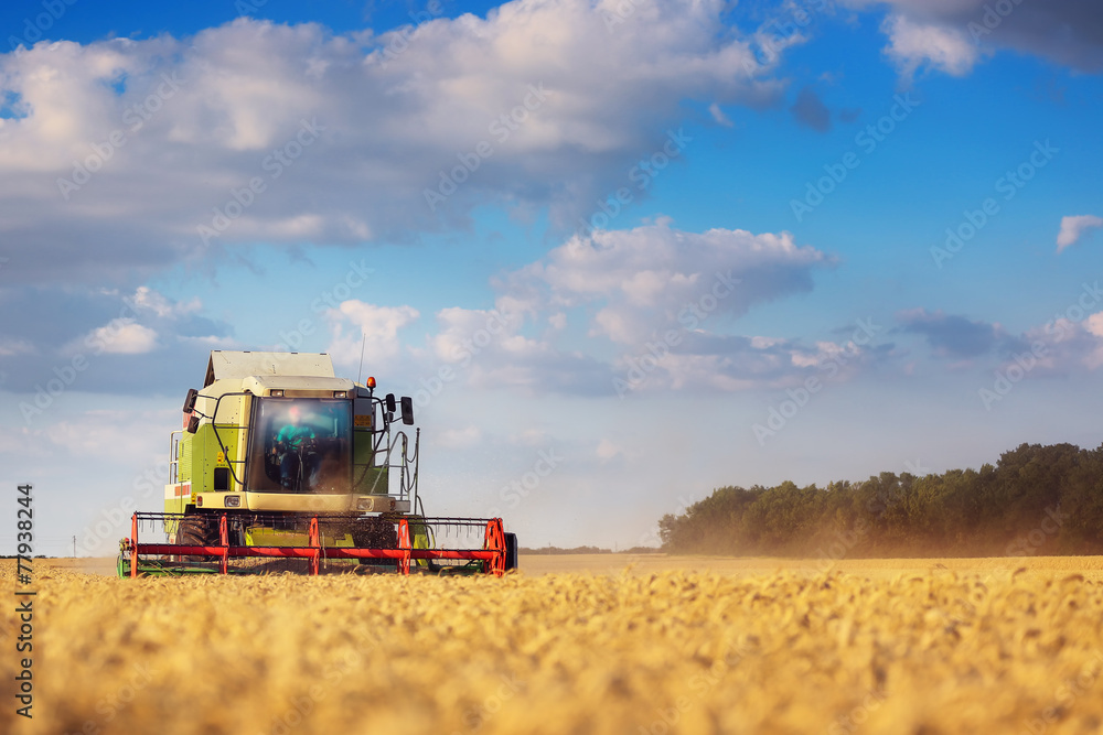 Fototapeta premium Working Harvesting Combine in the Field of Wheat