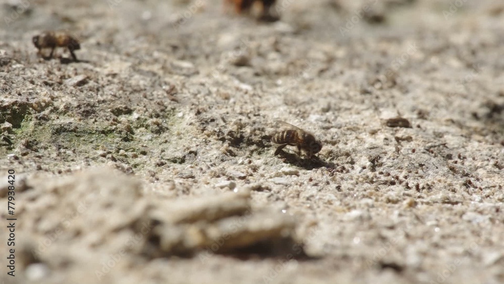 Working bee is consuming mineral from arid soil Working bee is consuming mineral from arid soil