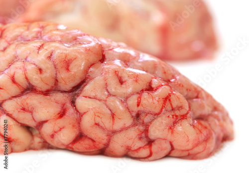 Brain of a cow