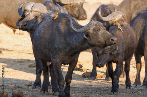 Wallpaper Mural Buffalo with oxpecker birds Torontodigital.ca