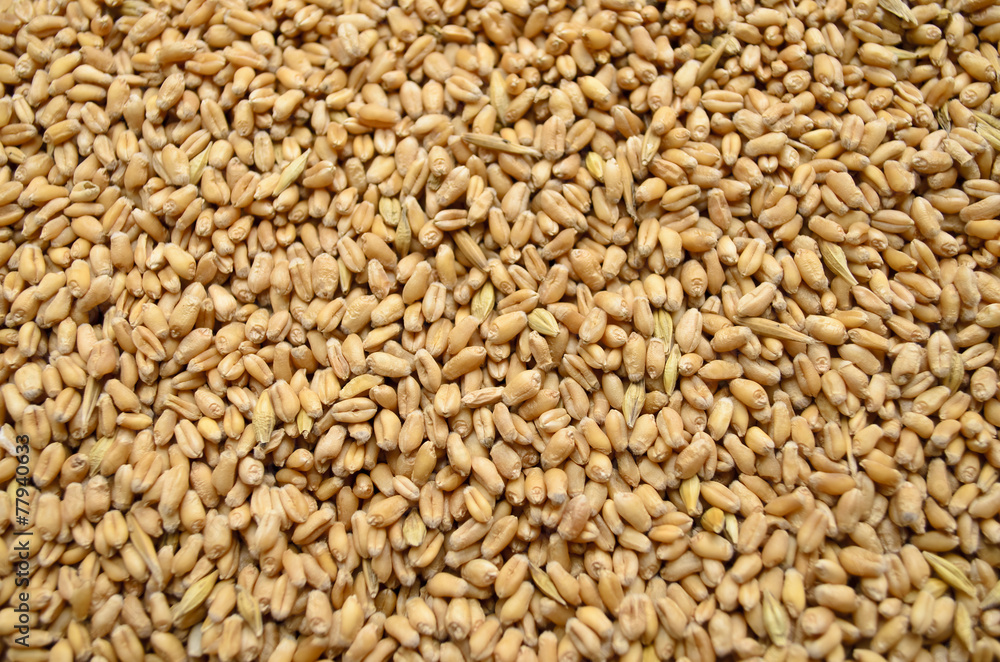Wheat grains Wheat grains