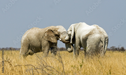 Photography Elephants embrace