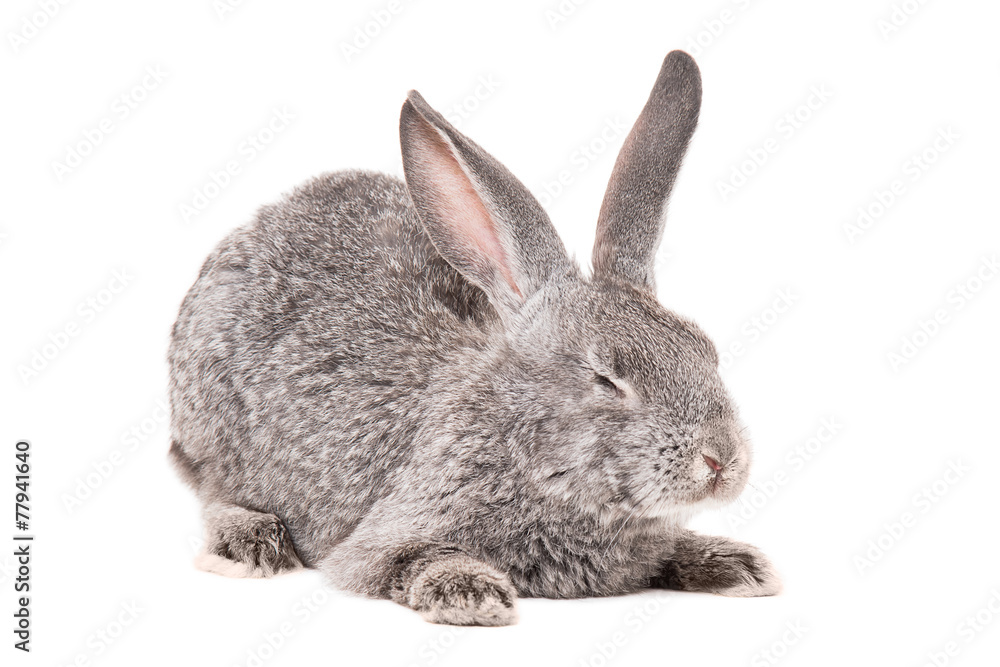 Fototapeta premium Sleeping gray rabbit