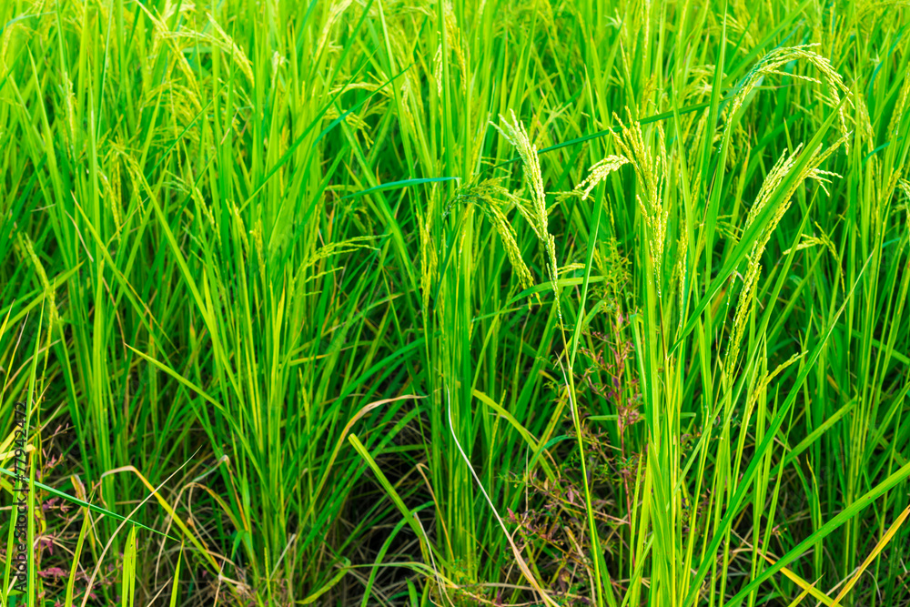 Close up of paddy rice field Close up of paddy rice field
