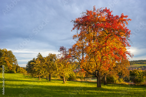 Landschaftsbild mit herbstlichem Apfelbaum, Althengstett, Schwar