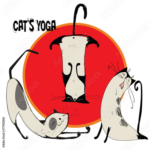 3 cats