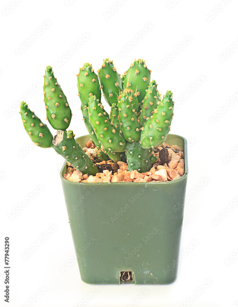 Cactus Isolated On White Background Cactus Isolated On White Background