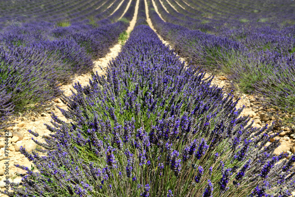Naklejka premium Lavender field