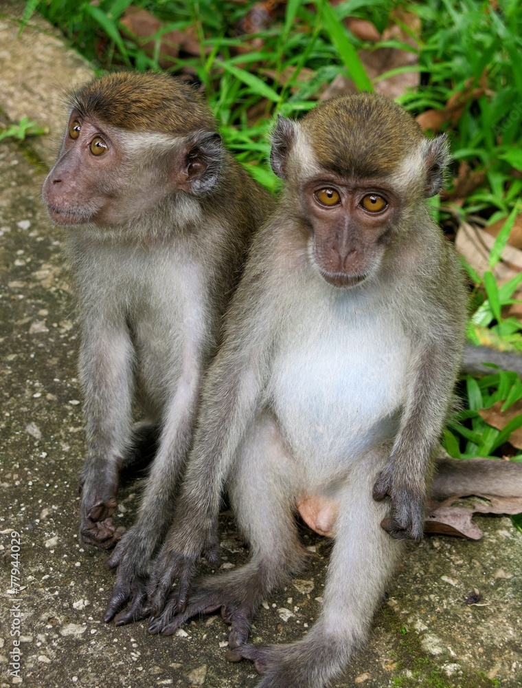 Fototapeta premium macaque