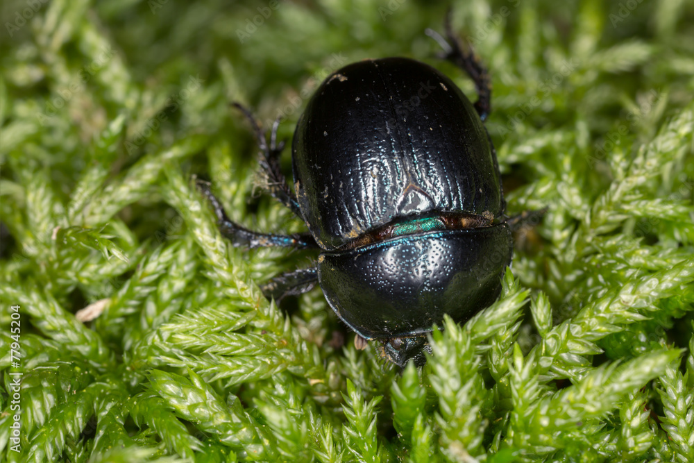 Dor-beetle on moss Dor-beetle on moss