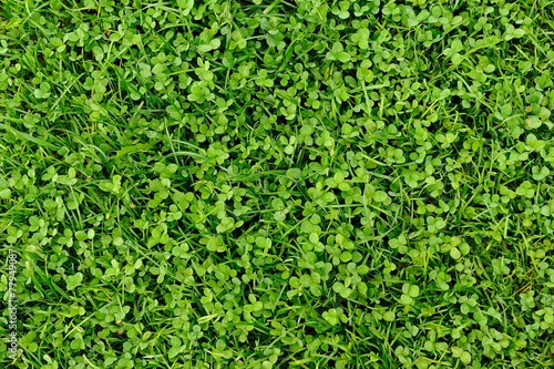 Green Grass and Shamrock Leaves Background