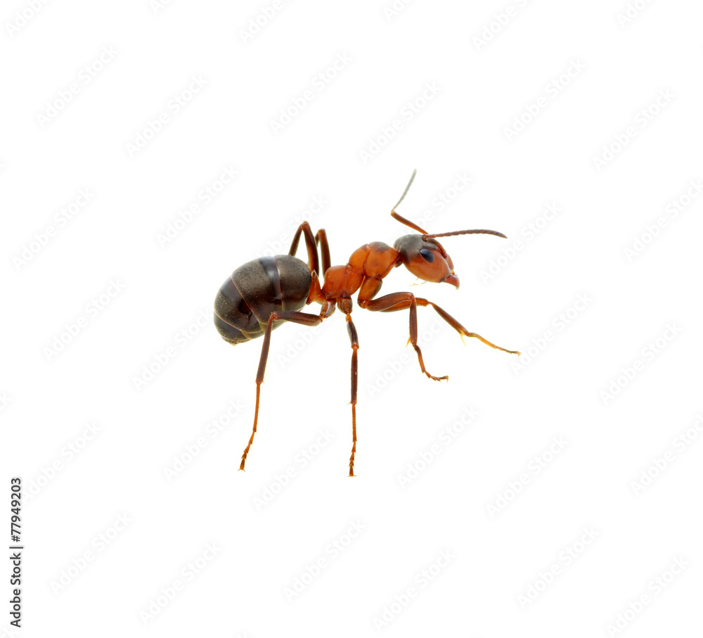 Ant on white Ant on white