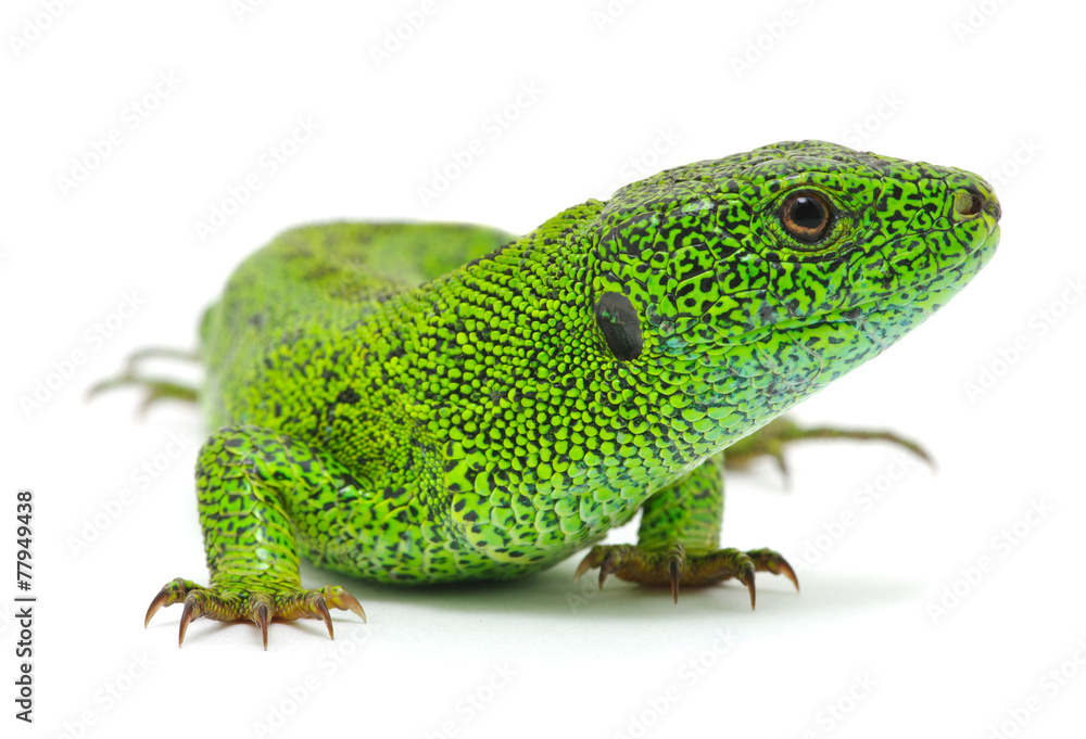 Fototapeta premium green lizard