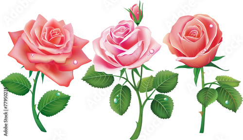 Set of three pink roses