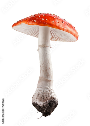 Fotografija Amanita muscaria mushroom close up