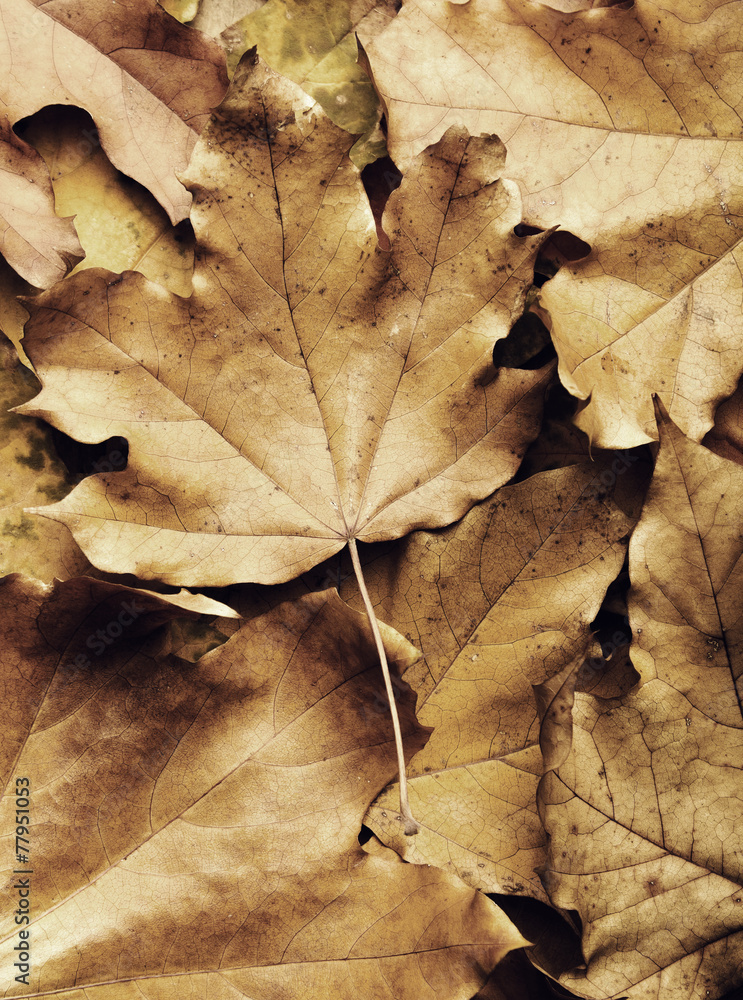 autumn maple leaf on leaves background