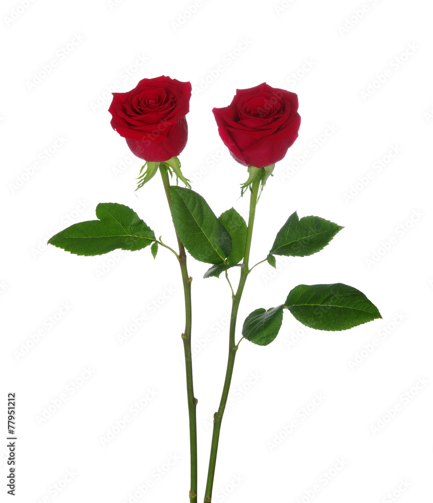 two red rose two red rose