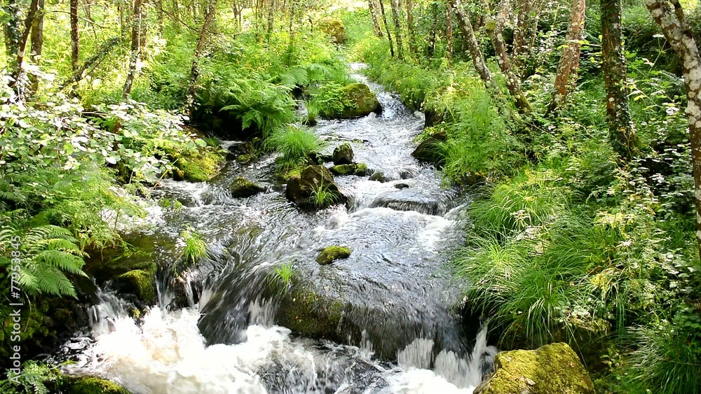 Flowing water of a river in a forest, forces of nature Flowing water of a river in a forest, forces of nature