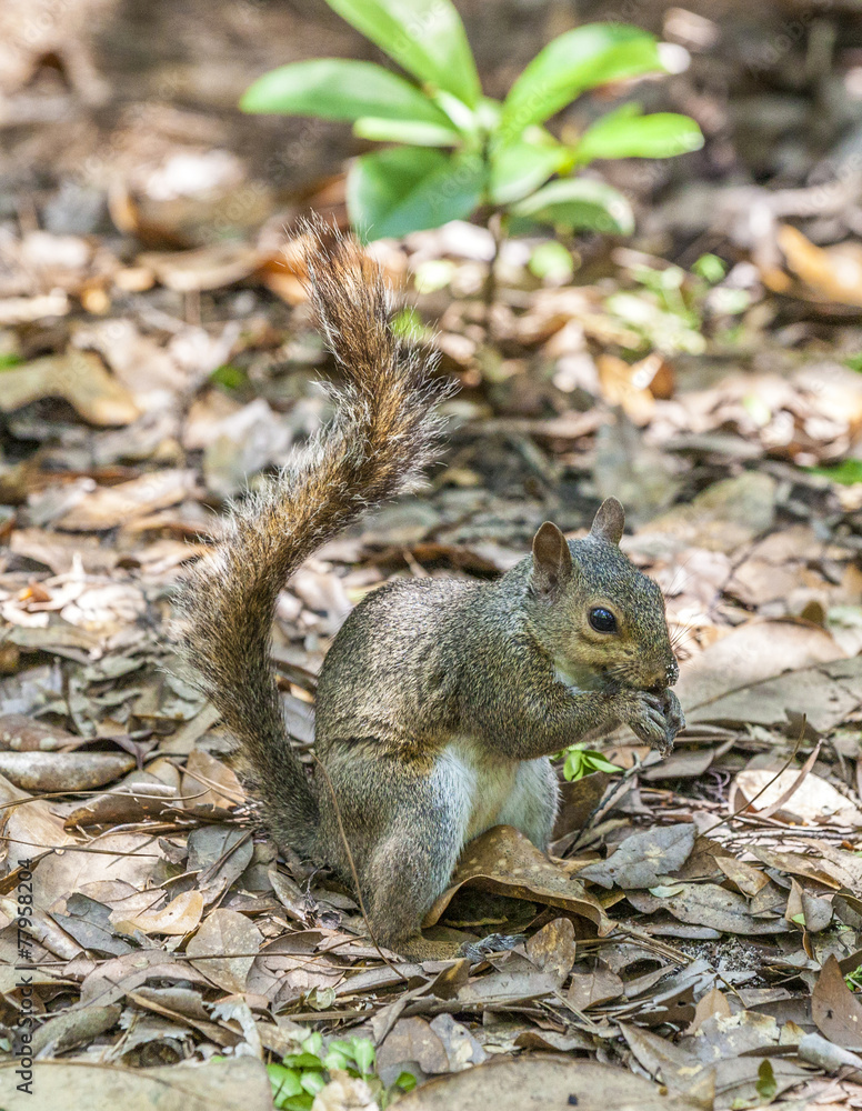 squirrel in the summer garden protects her belongings squirrel in the summer garden protects her belongings