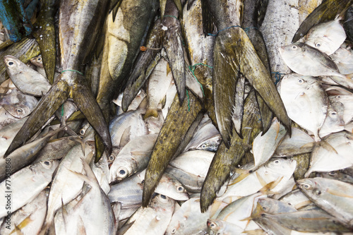 fresh fish on the market photo