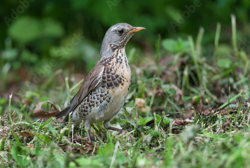 Wallpaper Mural Fieldfare Torontodigital.ca