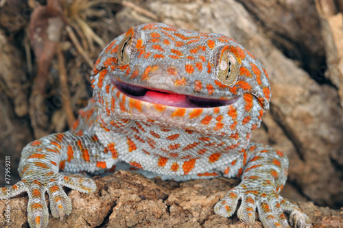Foto Tokay Gecko