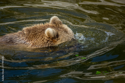 Bear bathing © Kennotaeplae