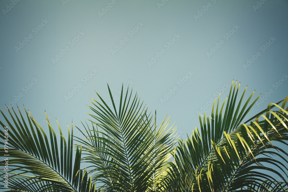 Naklejka premium palm tree