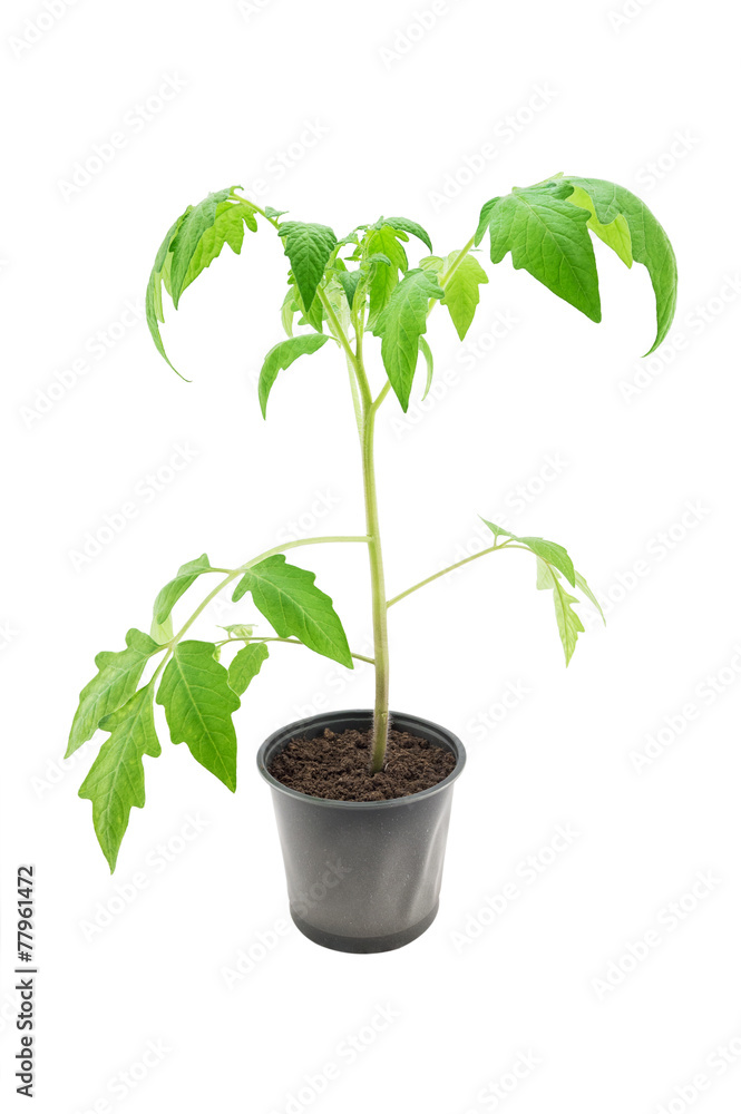Tomato seedling closeup Tomato seedling closeup