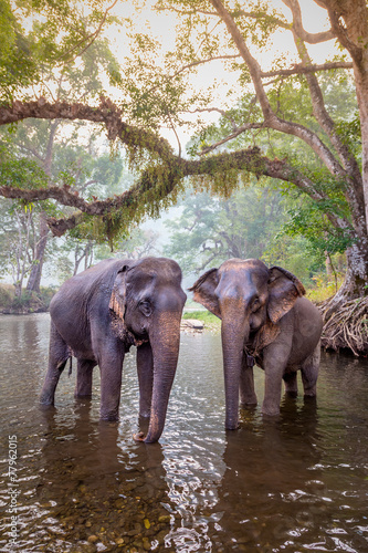 Photography The elephants in Sangkhlaburi, Kanchanaburi, Thailand.
