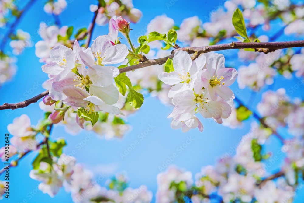 two flovers of blossoming appl tree on blurred background instag two flovers of blossoming appl tree on blurred background instag