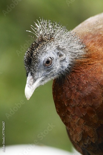 Malayan Great Argus Pheasant