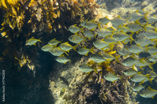 School of Woodwards Pomfret fish Perth Australia