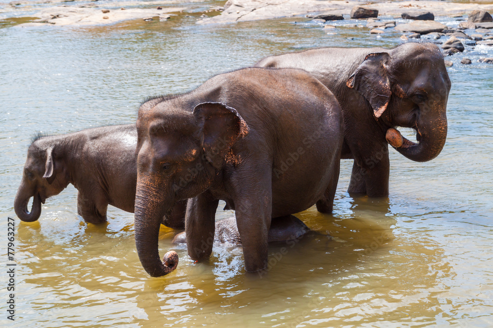 Elephants bathe in the river