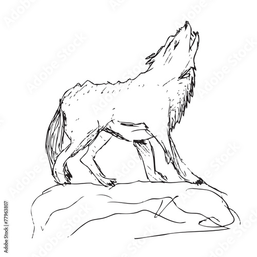 drawing of a wolf