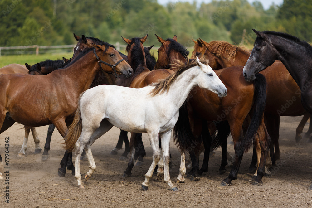Obraz premium Herd of horses
