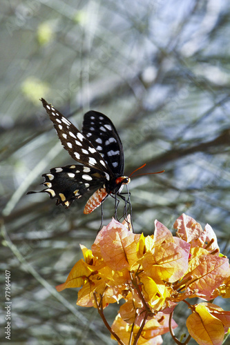 Butterfly-Papilio Pharmacophagus Antenor, Madagascar